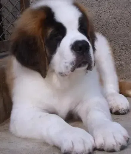 圣伯纳犬|关于圣伯纳犬的急诊与急救知识介绍