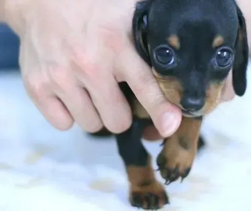 腊肠犬|纠正腊肠犬挑食行为的几大绝招