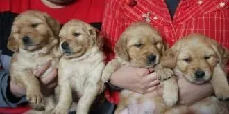 金毛寻回犬繁殖季节 每年春季3到4月 | 金毛寻回犬