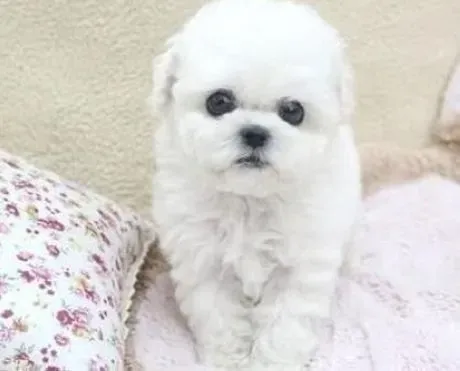 比熊犬|冬季饲养方法 怎样让比熊犬度过冬天