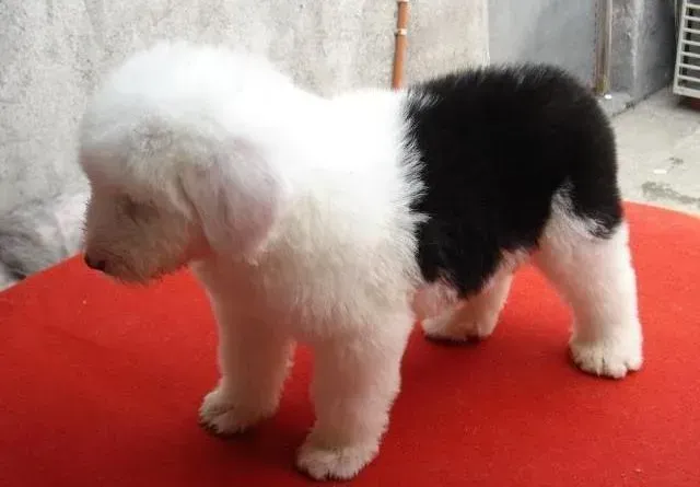 古代牧羊犬|患有犬瘟的古代牧羊犬能做驱虫吗