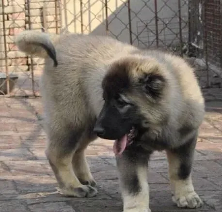 高加索犬|科学调教高加索犬有讲究