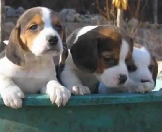 比格犬|狗狗毛发清洁常识 如何给比格犬做毛发护理