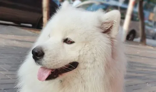 萨摩耶犬狗笼要多大 怎么挑选狗狗的笼子 | 萨摩耶