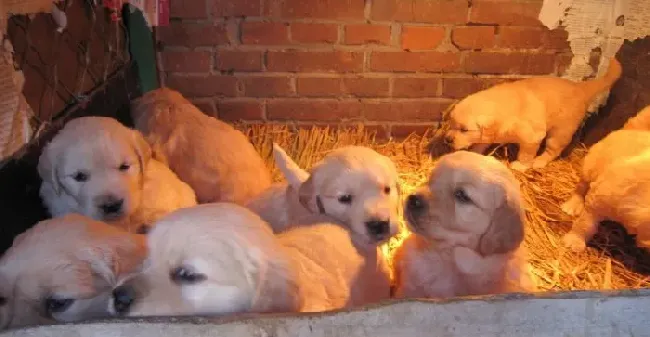 金毛寻回犬繁殖季节 每年春季3到4月 | 金毛寻回犬