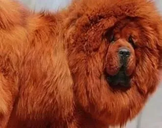 藏獒|藏獒越玩越疯怎么让它收心啊