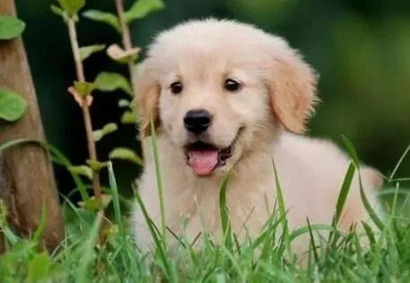 金毛|训犬要诀 金毛犬取物训练方法
