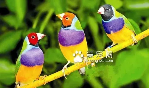 鸟长了鸟痘怎么办  由痘病毒引起的传染病 | 七彩文鸟