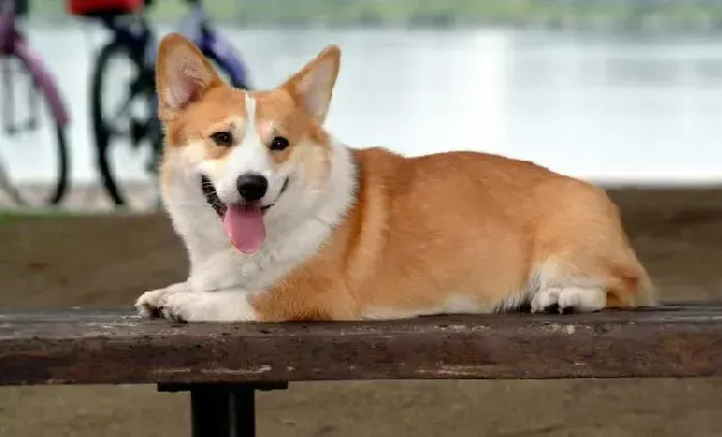 柯基犬|如何给柯基犬补充微量元素