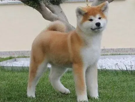 秋田犬|家中新添成员如何让秋田犬接受这个好朋友