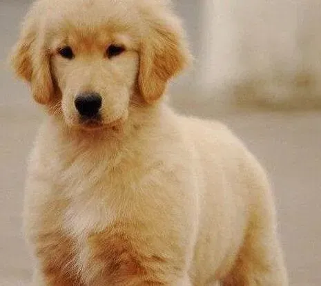 金毛|金毛犬咳嗽应该怎么办 吃什么药好