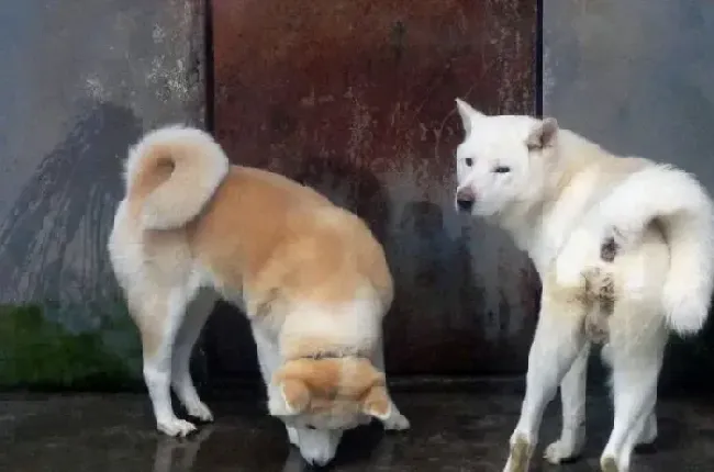 秋田犬|饮食新生活 秋田犬可以过多的食用米饭吗