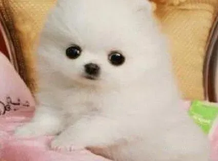 博美犬|如何给博美犬购买合适的冬季服装