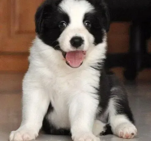 边境牧羊犬|边境牧羊犬患上皮肤病后掉毛，需要怎么治疗
