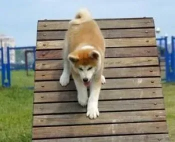 秋田犬|分享饲养秋田犬的若干心情