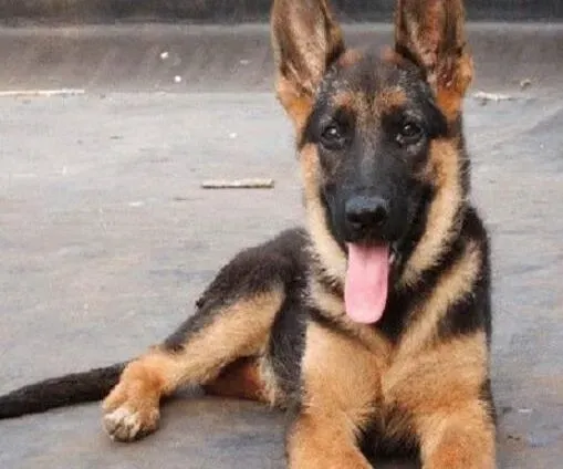 德国牧羊犬|不同时期的德国牧羊犬照顾方法有哪些