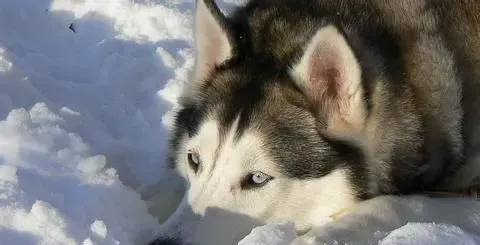 阿拉斯加雪橇犬特点 学会辨别小阿 | 阿拉斯加雪橇犬