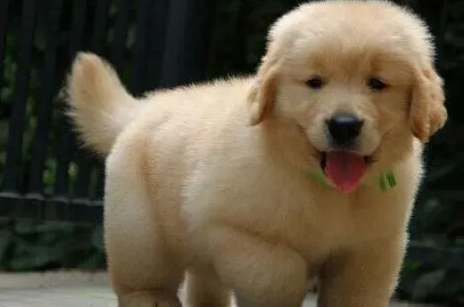 金毛|可以经常给金毛犬不同的水果吃吗