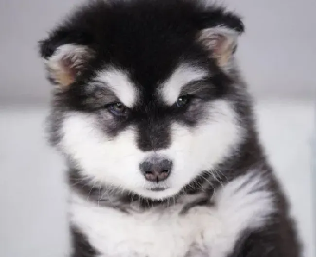 阿拉斯加犬|如何正确的给阿拉斯加雪橇犬补钙