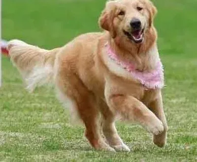金毛|健康饲养金毛犬需要防治哪些类型的疾病