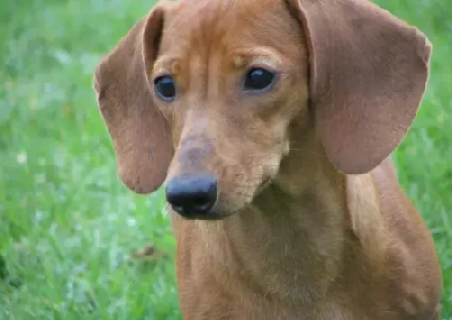 腊肠犬|腊肠犬吃骨头被卡到了怎么办