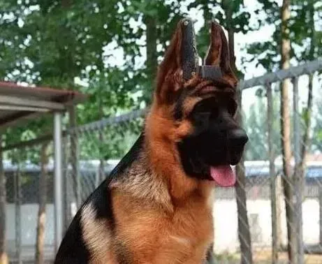 德国牧羊犬|为德国牧羊犬洗澡时的几个原则