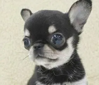 吉娃娃|如何给刚满月的吉娃娃仔犬准备狗窝