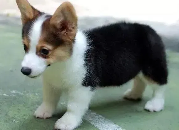柯基犬|如何才能保证柯基犬安全健康的度过妊娠期