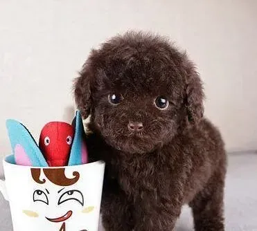 泰迪犬|4个月的泰迪犬总是咳嗽怎么进行治疗
