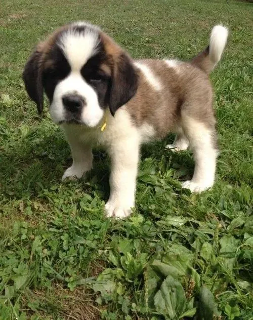 圣伯纳犬|面对圣伯纳犬乱叫与爱啃的恶习主人们得当的处理方法