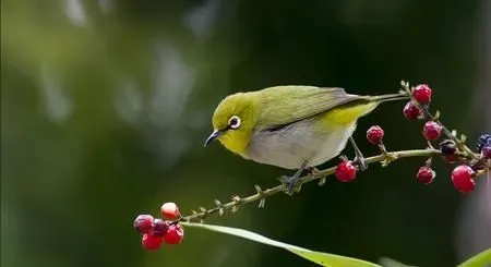 绣眼鸟怎么养 绣眼鸟夏季饲养 | 