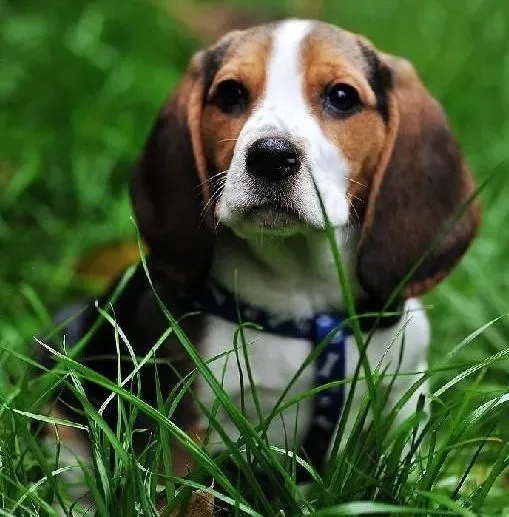 比格犬|眼睛是心灵的窗户 比格犬眼睛出现问题时怎么办
