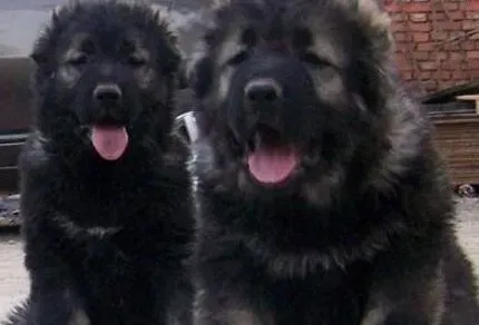 高加索犬|高加索犬右前腿突然瘸了，求解答