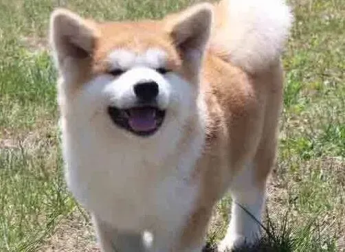 秋田犬|不知道为什么秋田犬右腿一瘸一拐的