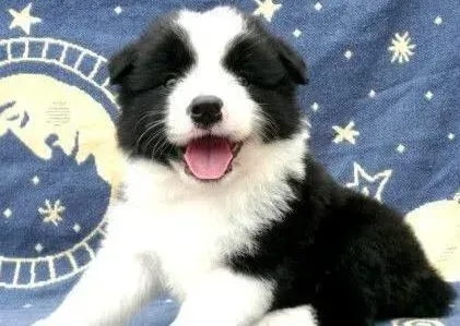 边境牧羊犬|边境牧羊犬身上有绦虫应如何处理掉