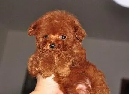 贵宾犬|贵宾犬不爱吃东西，总挠地是怎么了