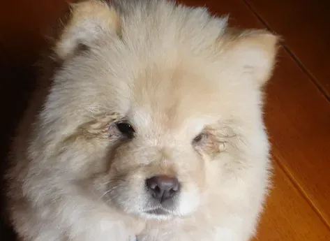 松狮犬一次喂多少 松狮幼犬要一天喂4次 | 松狮犬