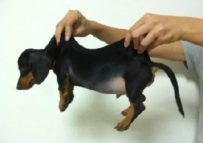 腊肠犬|导致腊肠犬出现皮肤病的原因