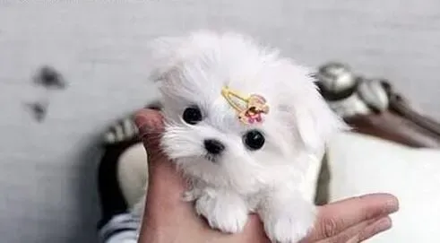 马尔济斯|马尔济斯犬犬瘟的治疗措施