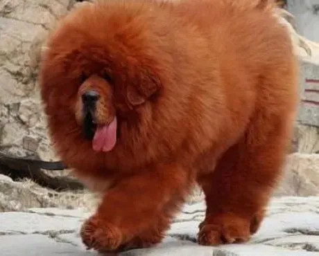 藏獒|关于饲养和管理藏獒的两点建议