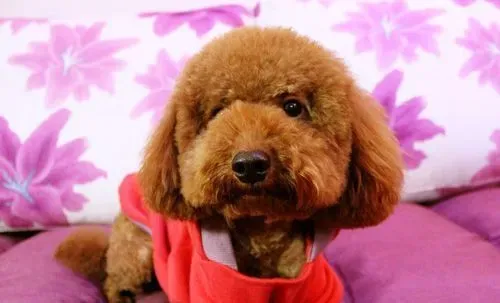 泰迪狗一天几个鸡蛋黄 蛋黄促进其生长发育 | 泰迪狗