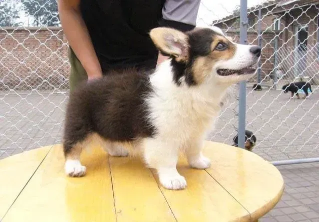 柯基犬|怎样帮助柯基犬洗澡，求解答