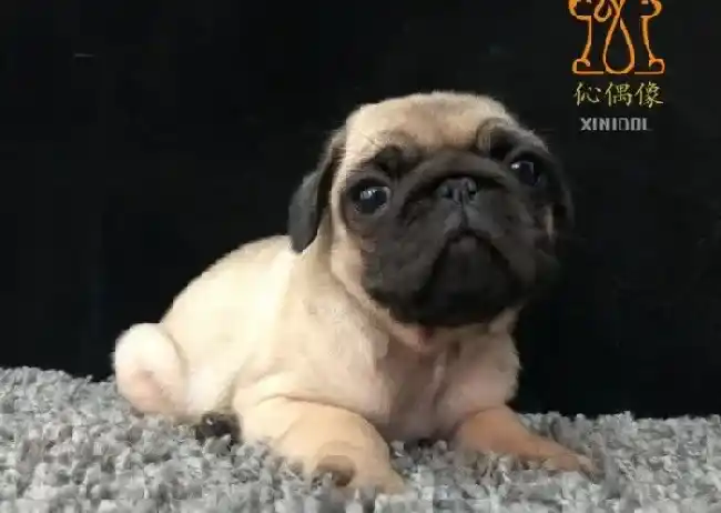 巴哥犬|饲养巴哥犬有哪些不得不注意的事项