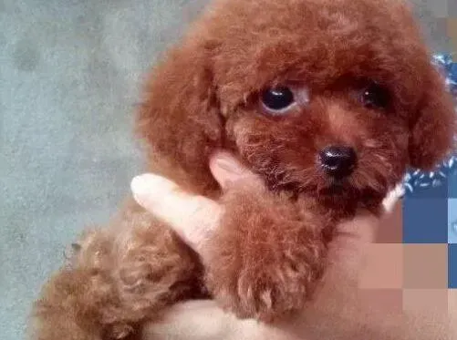泰迪犬|四个多月的泰迪犬吃骨头后吐了怎么办