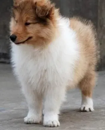 苏格兰牧羊犬|让苏格兰牧羊犬避免扑人的方法