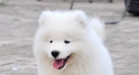 狗狗可以快递吗 如何带狗狗坐飞机 | 快递