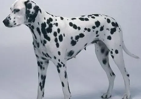 斑点狗|斑点狗突然拉绿色的便便有没有事