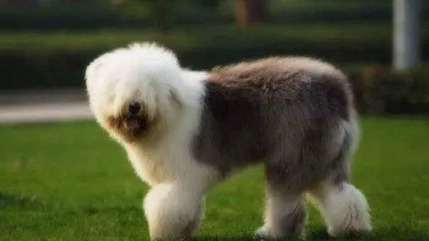 古代牧羊犬|古代牧羊犬生病前有什么征兆