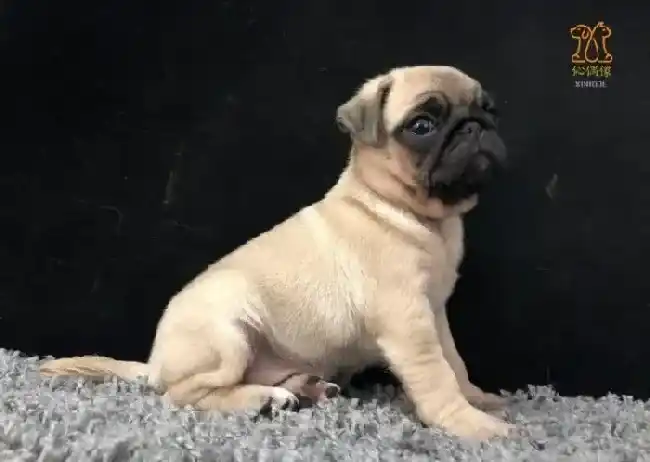 巴哥犬|饲养巴哥犬有哪些不得不注意的事项