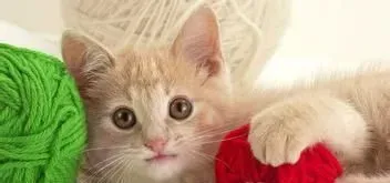 猫如何照顾 猫产后如何照顾需要注意的事项 | 猫